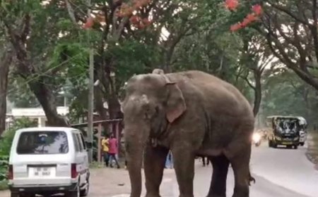 വയനാട്ടിൽ കർഷകനെ കൊന്നത് ബേലൂർ മക്ന; ഹസനിൽനിന്ന് പിടികൂടി കാട്ടിലാക്കിയ ആന
