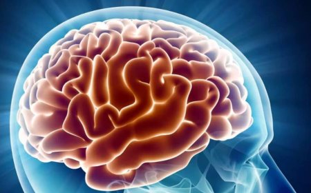World Brain Day | ശരീരത്തിലെ നാഡീ വ്യവസ്ഥയുടെ കേന്ദ്രഭാഗം; മസ്തിഷ്‌ക രോഗങ്ങളെക്കുറിച്ചറിയാം